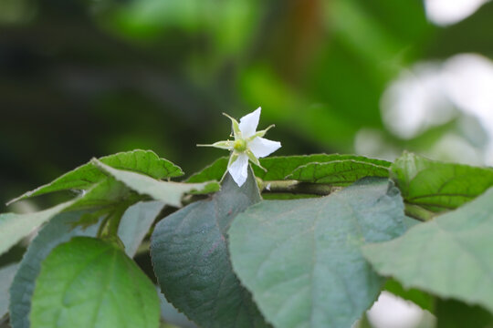 A detailed close-up shot of a delicate white Muntingia calabura flower, also known as Jamaica Cherry, blooming among vibrant green serrated leaves in a tropical setting.