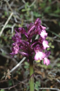 Anacamptis boryi (formerly Orchis boryi) or Bory's Orchid