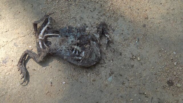 A toad crushed on the road is an object of food interest for ants, but many ants will become victims of cars in turn.