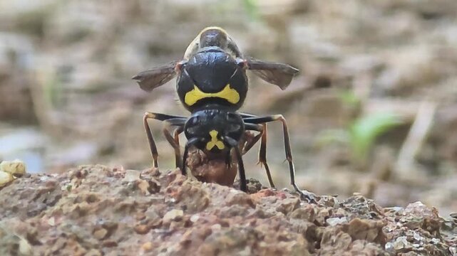 
Potter wasp gathering and molding wet mud ball into a pellet, macro shot #001
집을 짓기 위해 진흙 경단을 둥글게 뭉치는 호리병벌 정면 접사 영상 #001

 