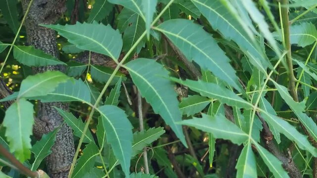 Close-up of green neem leaves with serrated edges on a tree branch outdoors