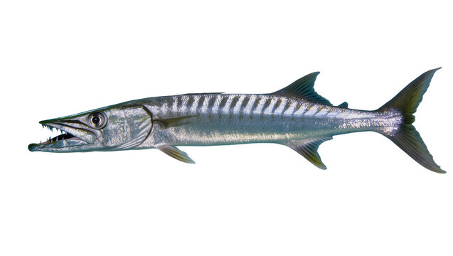 Great Barracuda fish with sharp teeth and silver scales