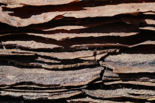 pine bark texture