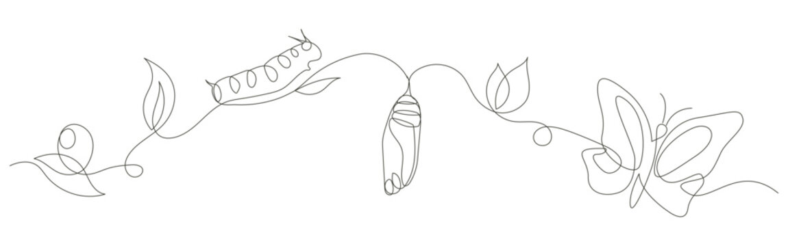 continues line art egg caterpillar chrysalis butterfly nature cycle artistic graphic design.