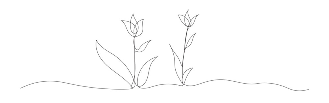 continues line art minimalist style two delicate tulip botanical floral sketches.