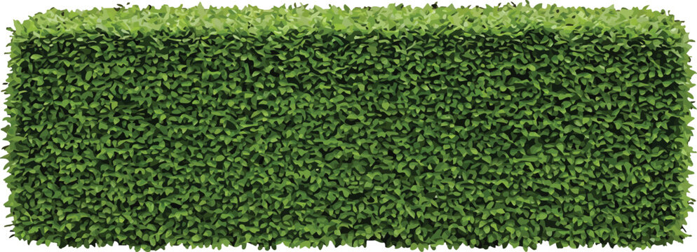 Rectangular green hedge isolated on white background for garden design and landscaping architectural visualization vector illustration element