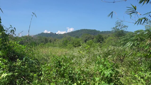 Foothill forests. Secondary biotopes are derelict lands on the coast of the Andaman Sea. Thailand
