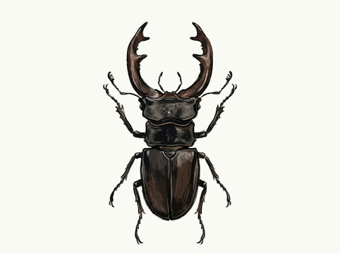 Stag Beetle Illustration on White Background