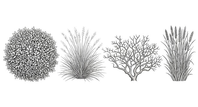 line art illustration of four distinct plants including a dense bush feathery grass bare tree branches and tall stalks