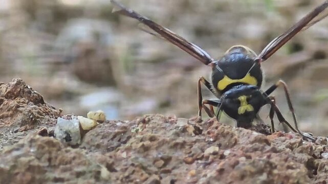 

Potter wasp gathering and molding wet mud ball into a pellet, macro shot #002
집을 짓기 위해 진흙 경단을 둥글게 뭉치는 호리병벌 정면 접사 영상 #002
