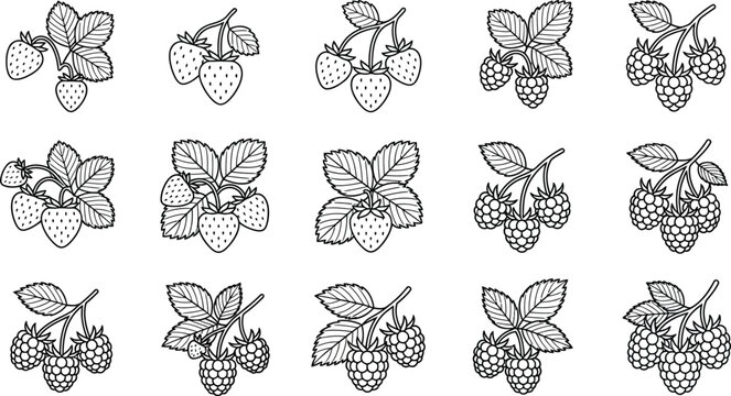Outline drawings of strawberries and raspberries with leaves and branches.