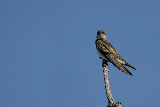 Brown-chested Martin, Progne tapera, perched on a branch