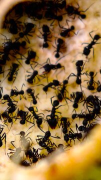 Macro background featuring ants eating on the ground.