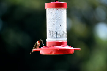 hummingbird feeding on feeder © itsallgood