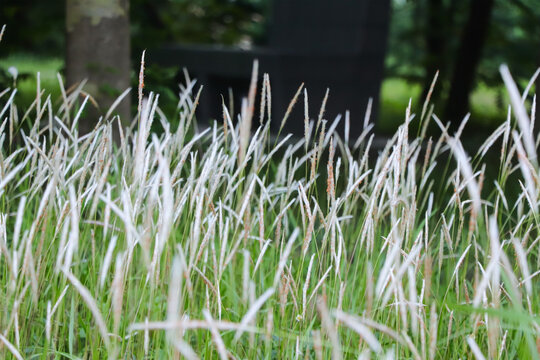 A beautiful display of Cogon Grass (Imperata cylindrica) featuring its signature fluffy white seed heads and slender green blades blooming in a serene meadow setting.