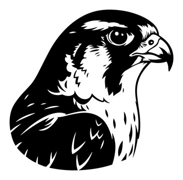 Falcon head portrait profile of a bird of prey in high contrast stencil style
