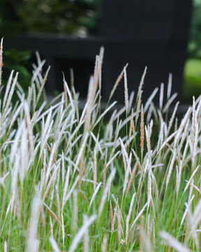 A beautiful display of Cogon Grass (Imperata cylindrica) featuring its signature fluffy white seed heads and slender green blades blooming in a serene meadow setting.