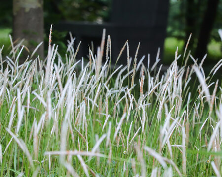 A beautiful display of Cogon Grass (Imperata cylindrica) featuring its signature fluffy white seed heads and slender green blades blooming in a serene meadow setting.