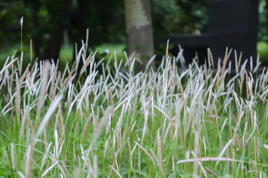 A beautiful display of Cogon Grass (Imperata cylindrica) featuring its signature fluffy white seed heads and slender green blades blooming in a serene meadow setting.