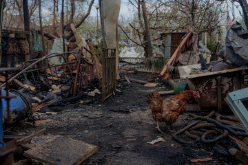 Fototapeta premium Chicken Walking Through Burned Yard Near Fire Damaged Private House