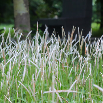 A beautiful display of Cogon Grass (Imperata cylindrica) featuring its signature fluffy white seed heads and slender green blades blooming in a serene meadow setting.