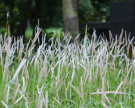 A beautiful display of Cogon Grass (Imperata cylindrica) featuring its signature fluffy white seed heads and slender green blades blooming in a serene meadow setting.