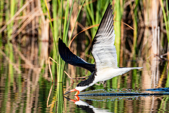 Black Skimmer 