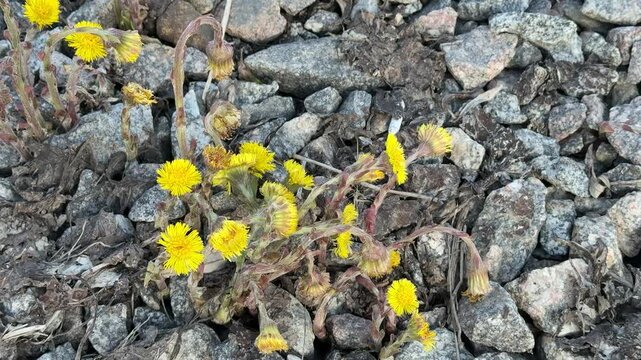Yellow mother and stepmother flowers on rubble, sunny construction site closeup showing tiny blooms pushing through gravel and dry