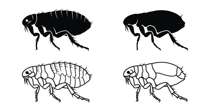 Flea Silhouettes And Line Art On White Background