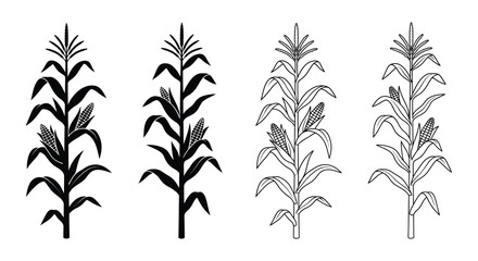 Corn stalk illustrations black and white line art on a white background © Reajul