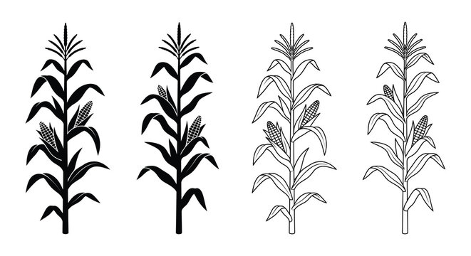 Corn stalk illustrations black and white line art on a white background