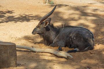 Fototapeta premium Male lowland nyala antelope with majestic spiral horns resting on sandy ground
