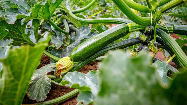 Growing zucchini in a garden during the day near several green leaves and plants on a sunny day