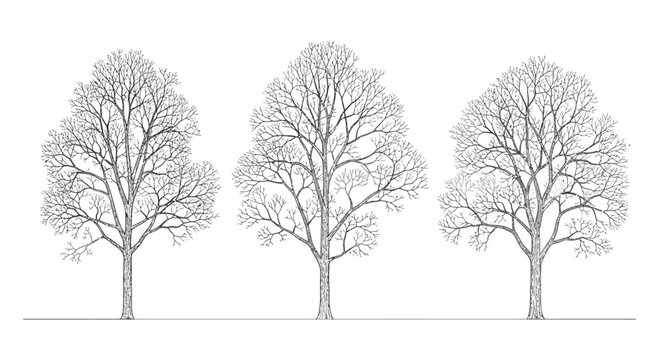 line drawing of three bare trees in winter representing growth and nature
