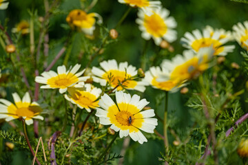 Obraz premium beautiful wildflowers in Apulia in springtime