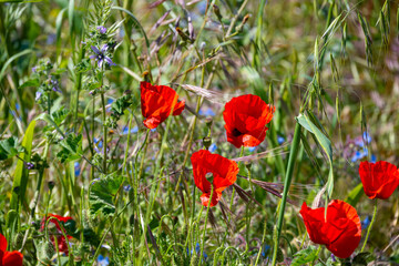 Obraz premium beautiful red poppy flowers in a blooming meadow