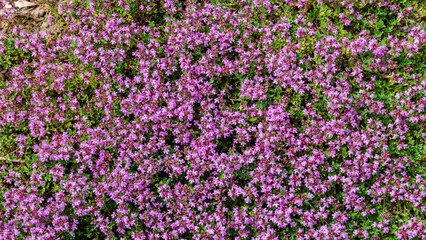 Fototapeta premium Fields of small purple flowers bloom under bright sunlight in a garden during the spring season
