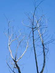Obraz premium Leafless bare tree branches stretch upwards against a solid clear blue sky background.