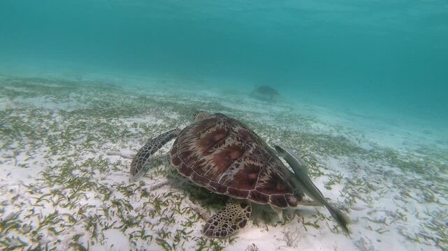 The green sea turtle (Chelonia mydas) with cleane fish is greazing on seagrass. Green sea turtles have a variety of parasites including barnacles, leeches, protozoans, cestodes, and nematodes.	