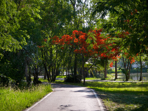A winding asphalt walkway curves past a blooming red flamboyant tree and a tranquil park pond.