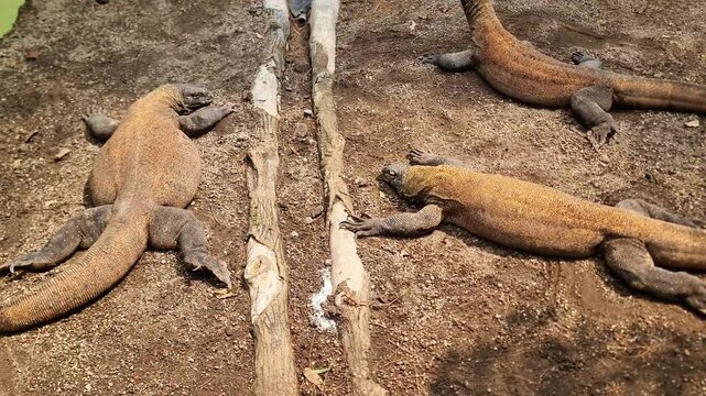 Close Up View of a Massive Komodo Dragon Resting on Dirt Ground