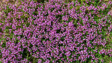 Obraz premium Vast field covered in pink flowers under bright sunlight during springtime in a rural area