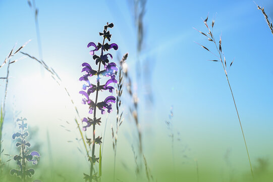 Natural meadow sage blooming in the sunsrise morning nature. 