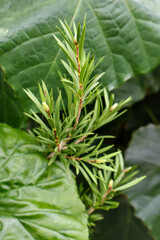 Fototapeta premium Close-up of fresh green branches of a yew tree (Taxus baccata) or conifer plant with soft needles, growing outdoors in a garden, natural background. .