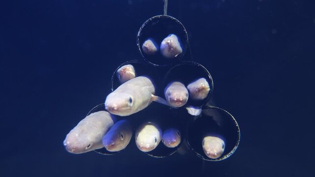 Eels resting inside hanging tubes and opening mouths in aquarium
