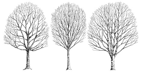 Set winter dry tree. Hand drawn vector illustration. © Darya