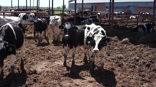 Herd of healthy dairy cows feeding in row of stables in feedlot barn on livestock farm