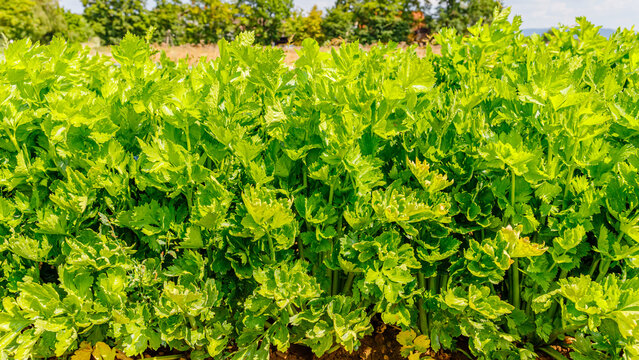 Celery plants grow in a field on a sunny day with clear skies and green trees in the background