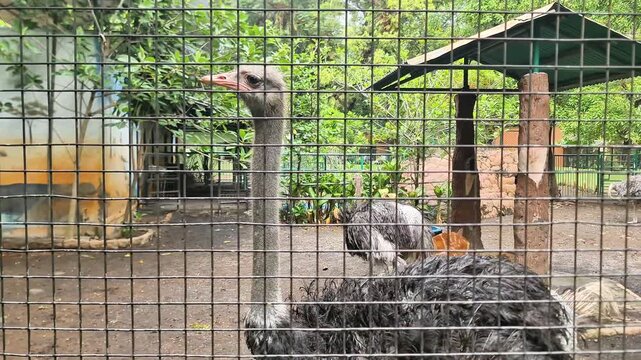 Captive Ostrich Standing Behind a Metal Enclosure Fence at a Wildlife Conservation Park