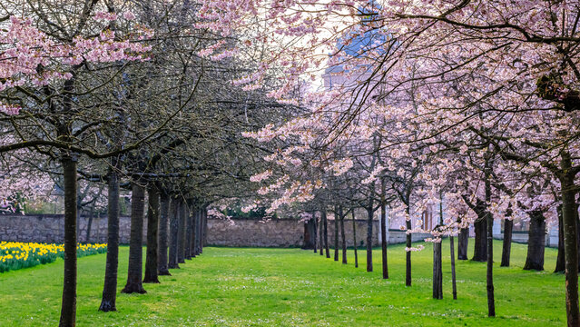 Cherry blossom trees line a pathway in a park beside blooming daffodils during springtime in a city garden